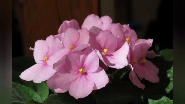 Интересные факты смотреть онлайн