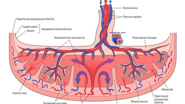 Плацента 9 класс смотреть онлайн