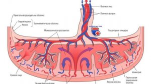 Плацента 9 класс