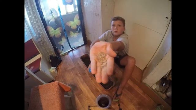 как правильно посадить газон в крартире / хороший газон дома смотреть онлайн
