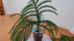 Араукария, размножение  впервые.