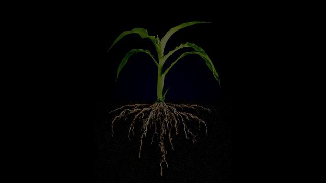 Прекрасное минеральное двухкомпонентное удобрение - FloraDuo Grow для жесткой воды смотреть онлайн