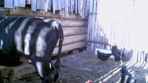 Признаки охоты у тёлочки.