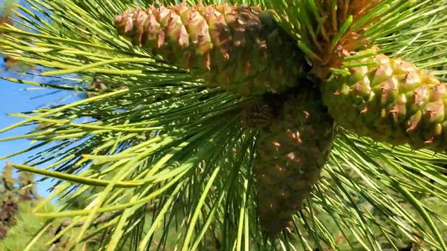 Austrian Pine (Pinus nigra) growing in zone 3 Sherwood Park, Alberta (Edmonton area) смотреть онлайн