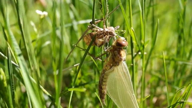 Как появляются стрекозы смотреть онлайн
