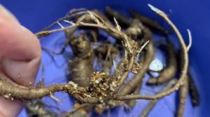 Слепые корни пионов. Как вырастить новые почки? Мои первые результаты.???