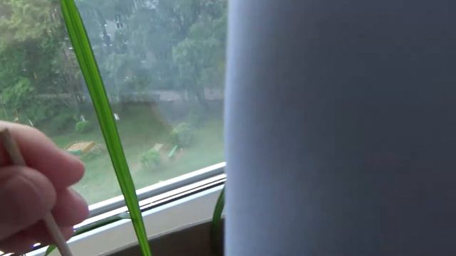 Долгожданный цветочек! смотреть онлайн