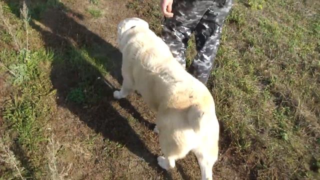 Дрессировка средне-азиатской овчарки. http://www.dogclass.ru/ и http://stopvrag.ru/ смотреть онлайн