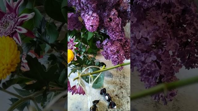 Самый простой способ укоренения цветущих веток хризантемы. смотреть онлайн