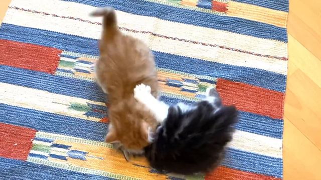Игры сибирских котят мальчиков . смотреть онлайн