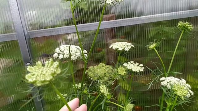 Выращивание семян моркови. смотреть онлайн