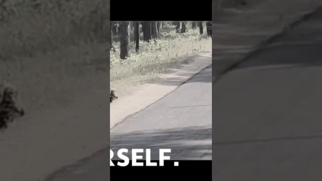 Kanha kisli Pench National Park смотреть онлайн