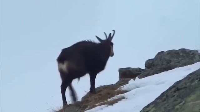 Вот как Серны спасаются от Хищников! Ловкие, Быстрые и Бесстрашные копытные! смотреть онлайн