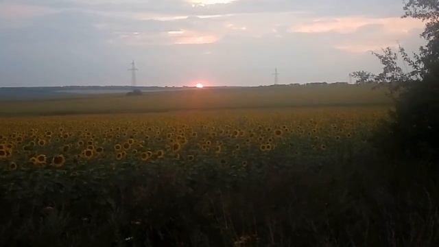 закат в июле и поле подсолнухов смотреть онлайн