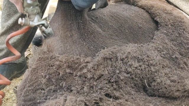 (770) стрижка овец смотреть онлайн