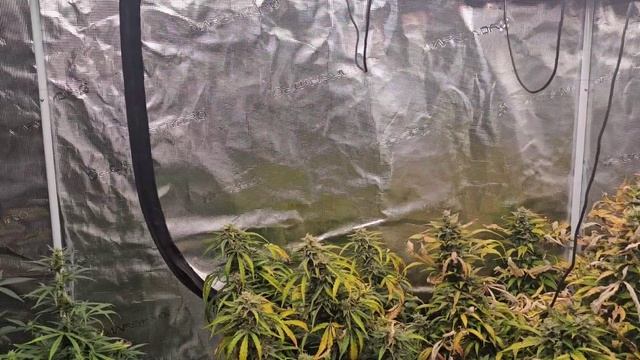 Week 10 of Aircube Active Oxygen Grow System, final video of series. смотреть онлайн