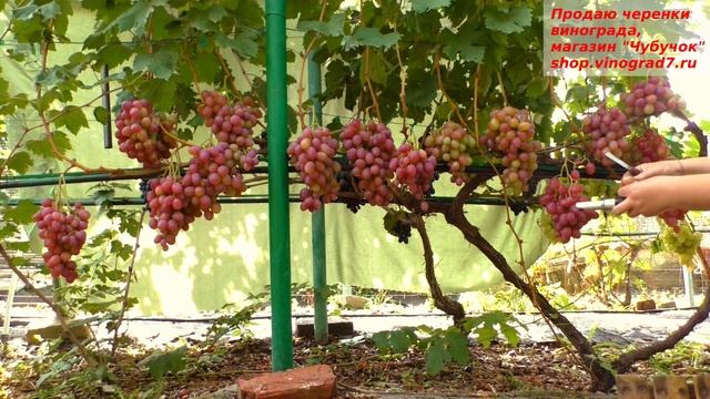 Виноград АНЮТА - нежный мускат ягод, крупные грозди не позволяют остаться равнодушным. смотреть онлайн
