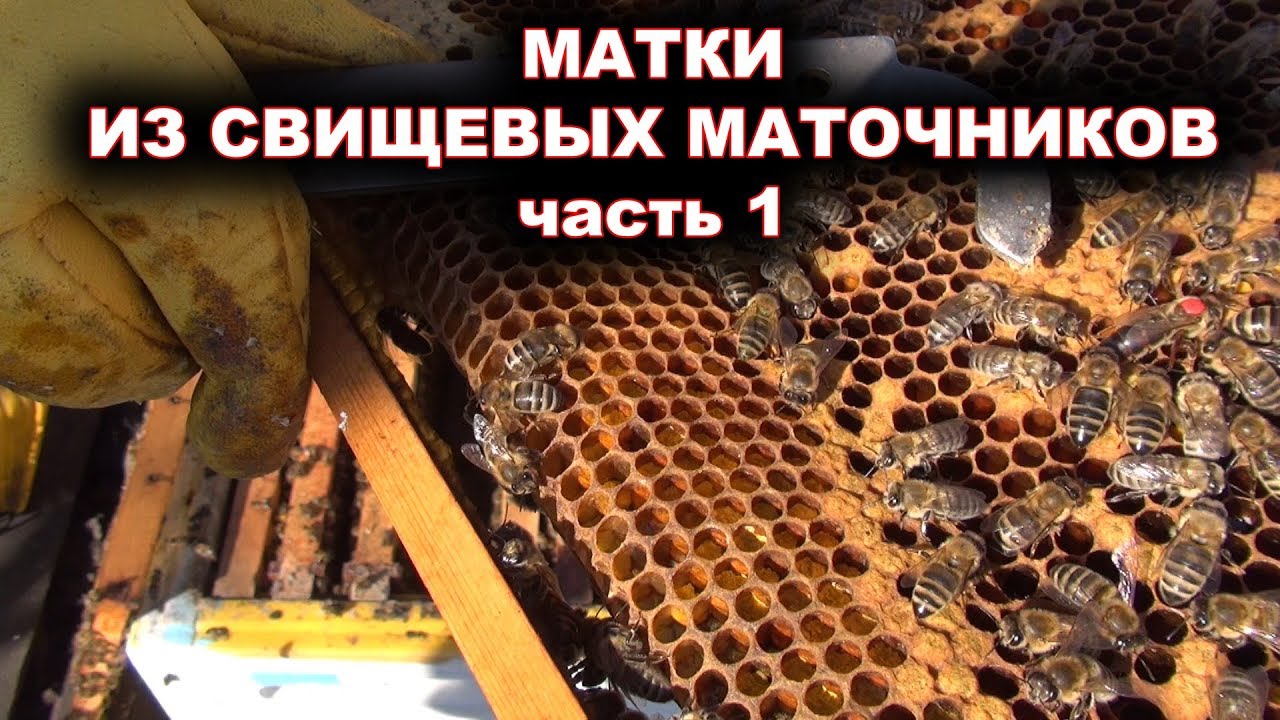 Вывод маток из свищевых маточников. часть 1. смотреть онлайн