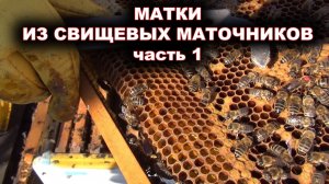 Вывод маток из свищевых маточников. часть 1.
