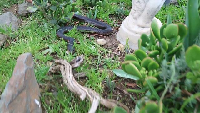 Melbourne's Top 4 Venomous Snakes - Australia's Deadly Snakes (Snake Bite Information) смотреть онлайн