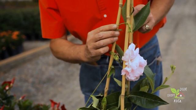 RASKOŠNA PUZAVICA DIPLADENIJA смотреть онлайн