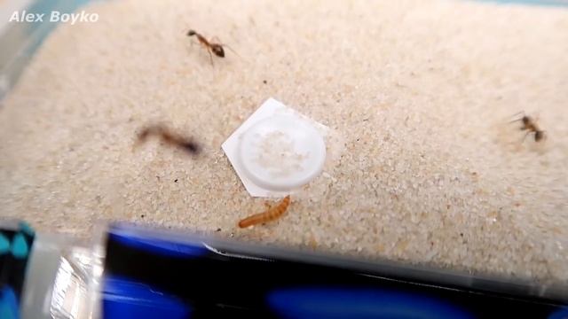 Жук Знахарь для Муравьев! А вы бы сьели Жука? Я нет!  Муравьиная ферма, Alex Boyko