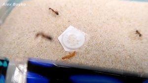 Жук Знахарь для Муравьев! А вы бы сьели Жука? Я нет!  Муравьиная ферма, alex boyko