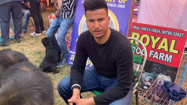 Cheapest Dogs Market In India | Wholesale/Retail | Pitbull,American Bully,Lhasa,  Suraj Chauhan