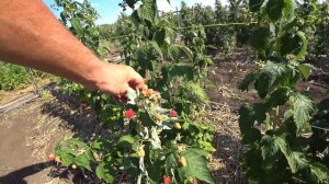 21 июля 2021 г.Оренбург, обзор сортов ремонтантной малины Евразия, Атлант, Пингвин