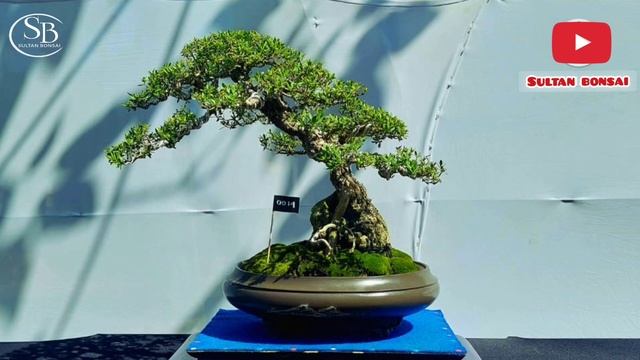 festival bonsai ngawi spirit of java смотреть онлайн