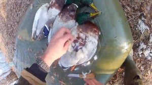 Осторожно   саркоцистоз!    Зараженная утка добралась до Респ  Коми  2019год