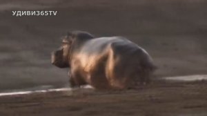 БЕГЕМОТ НАПАДАЕТ на ЛЮДЕЙ! Не подходите близко к бегемоту.