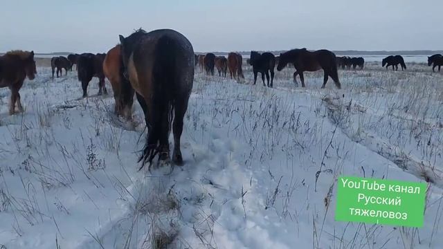 Сложный снежный путь к табуну лошадей.| Обзор жеребят .