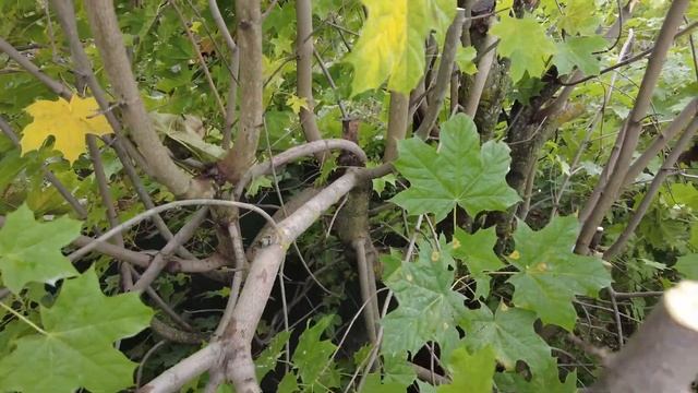 Осеннее КРОНИРОВАНИЕ ДЕРЕВЬЕВ и КОЛОДА для колки дров своими руками смотреть онлайн