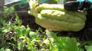 ЧАЙОТ высадка в теплицу весной ( Sechium edule, Chayote)
