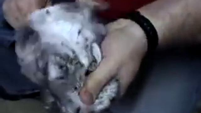 Chinchilla Farm Investigation смотреть онлайн