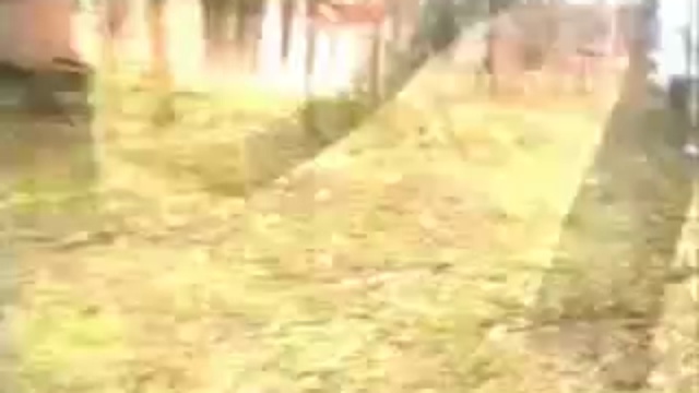 Собачий паркур смотреть онлайн