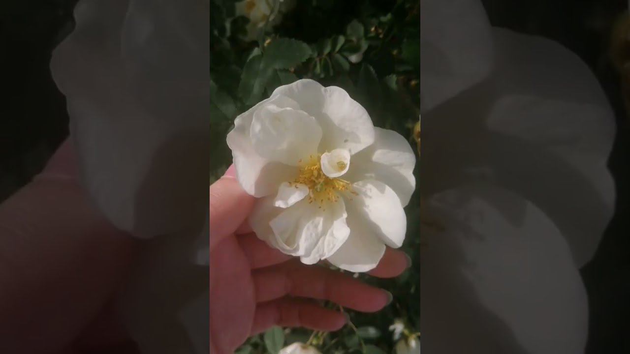 Я точно знаю, что В НАЧАЛЕ БЫЛО ... смотреть онлайн