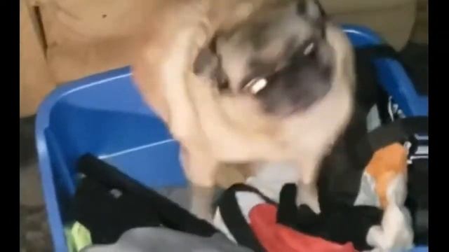 ТАНЕЦ МОПСА ПОДХОДИТ ПОД ЛЮБУЮ ПЕСНЮ!!