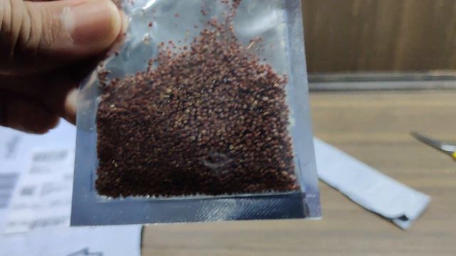 CHEAPEST AQAURIUM SEEDS FROM AMAZON?? || CARPET UNDER Rs.200 || NO CO2 REQUIRED|| Aquarium Seeds