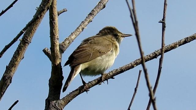 Певчие птицы - зеленая Пересмешка, Icterine Warbler Song смотреть онлайн