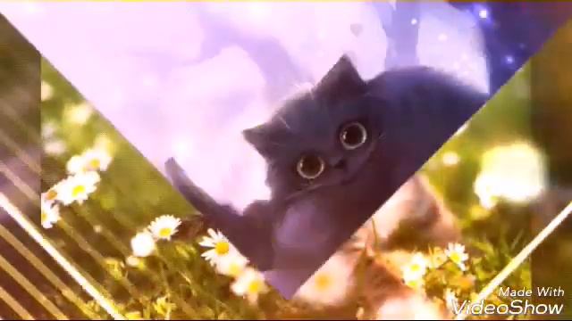 Фотки котиков смотреть онлайн