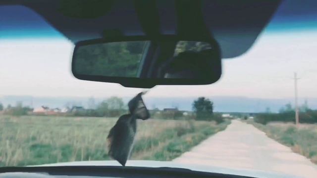 Спасение Собаки Муси и ее 7 щенков.