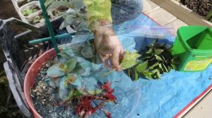 Размножение дипладении (мандевиллы)  в домашних условиях — черенками, семенами, усами.