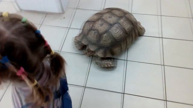 Покатай меня большая черепаха смотреть онлайн