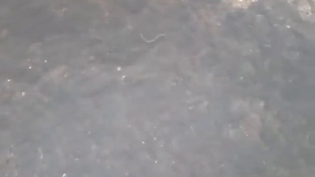 Минога на Зуше. смотреть онлайн