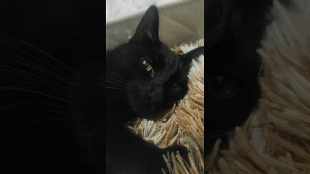 а ты меня любишь нет гулять со мной будешь нет почему ты мне объясни причину смотреть онлайн