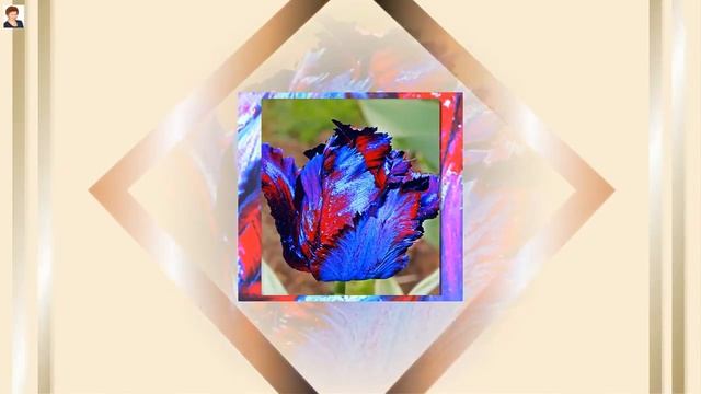 В БУТОНЕ ТЮЛЬПАНА ЗАЛОЖЕНО СЧАСТЬЕ (Tulips, Tulip, Tulipa)