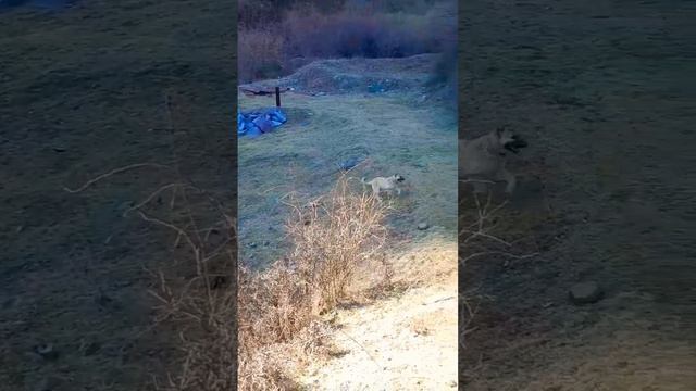 #волкодав #гампр #армения смотреть онлайн