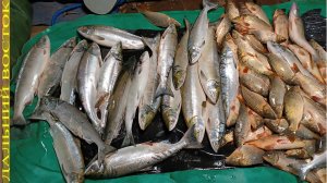 Рыбалка сетями на лосось. Река Амур..avi